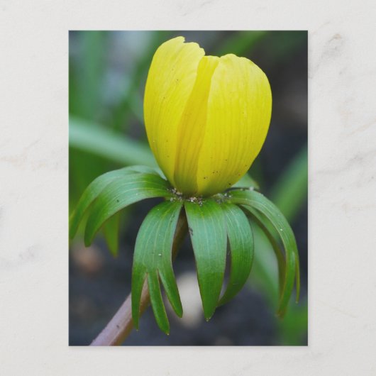 Briefkaart Winter-Aconite (Voorkant)