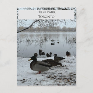 Briefkaart winter in High Park Toronto
