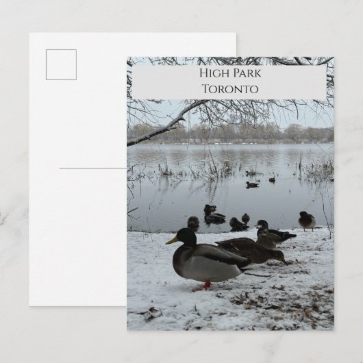 Briefkaart winter in High Park Toronto (Voorkant / Achterkant)