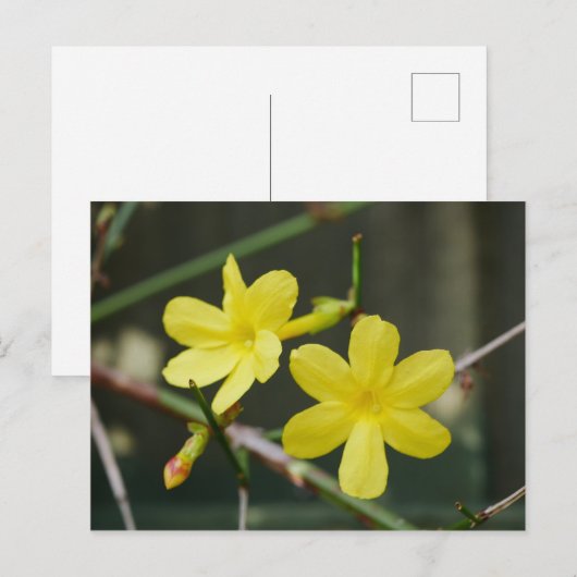 Briefkaart Winter Jasmine Flowers (Voorkant / Achterkant)