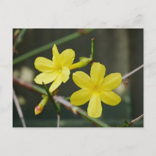 Briefkaart Winter Jasmine Flowers