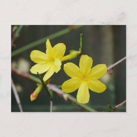 Briefkaart Winter Jasmine Flowers (Voorkant)