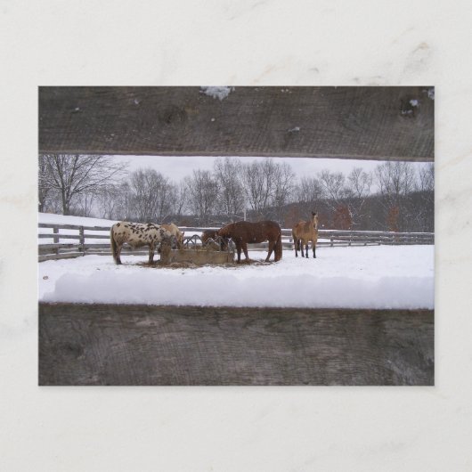 Briefkaart wintermeel (Voorkant)