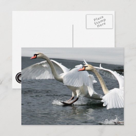 Briefkaart winterswans (Voorkant / Achterkant)