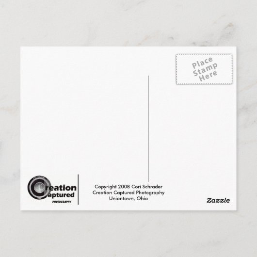 Briefkaart winterswans (Achterkant)