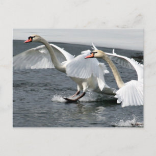 Briefkaart winterswans