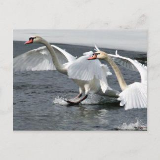 Briefkaart winterswans
