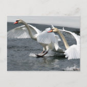 Briefkaart winterswans (Voorkant)