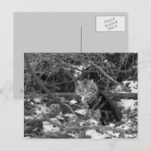 Briefkaart winterveenbos (Voorkant / Achterkant)