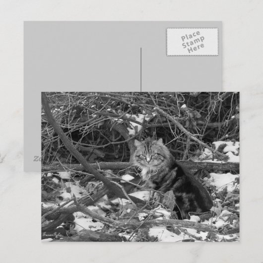 Briefkaart winterveenbos (Voorkant / Achterkant)