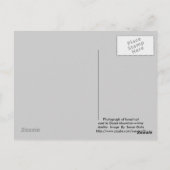 Briefkaart winterveenbos (Achterkant)