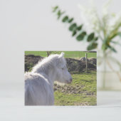 Briefkaart wit Pony (Staand voorkant)
