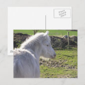 Briefkaart wit Pony (Voorkant / Achterkant)