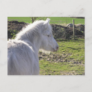 Briefkaart wit Pony