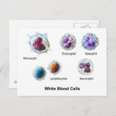 Briefkaart Witte bloedcellen Leukocytendiagram (Voorkant / Achterkant)