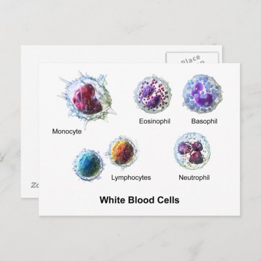Briefkaart Witte bloedcellen Leukocytendiagram  (Voorkant / Achterkant)