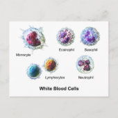 Briefkaart Witte bloedcellen Leukocytendiagram  (Voorkant)