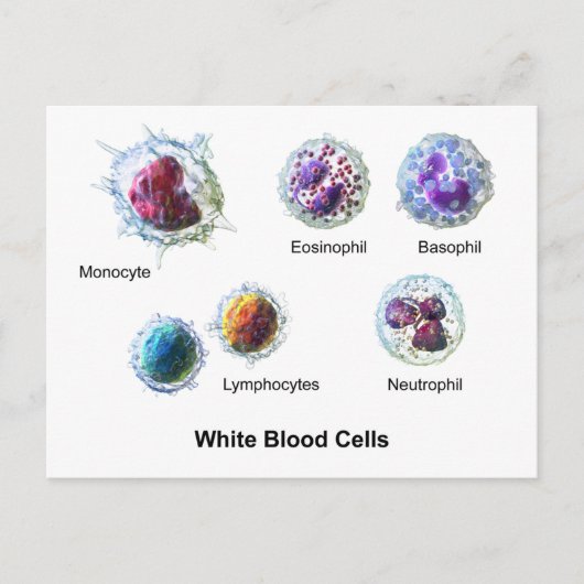 Briefkaart Witte bloedcellen Leukocytendiagram (Voorkant)