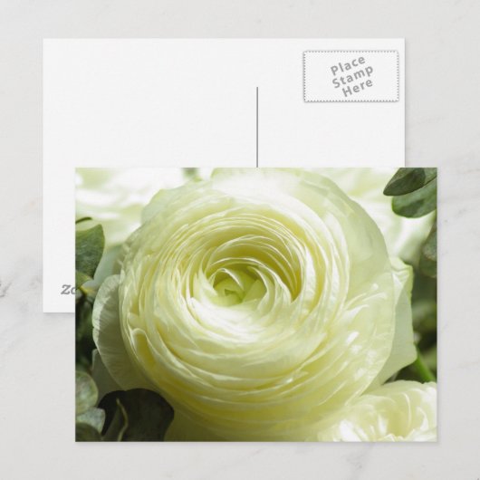 Briefkaart witte boterbloemen (Voorkant / Achterkant)