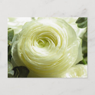 Briefkaart witte boterbloemen