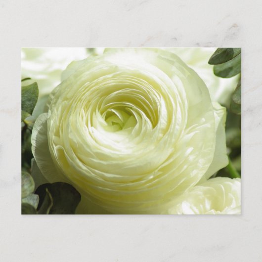 Briefkaart witte boterbloemen (Voorkant)