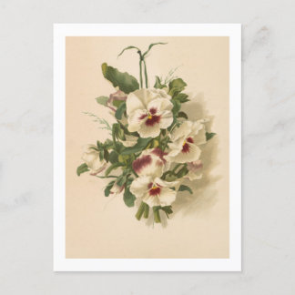 Briefkaart: Witte en Paarse Pansies Briefkaart