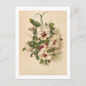 Briefkaart: Witte en Paarse Pansies Briefkaart (Voorkant)