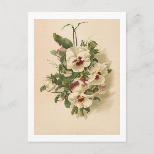 Briefkaart: Witte en Paarse Pansies Briefkaart (Voorkant)