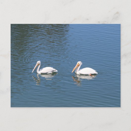 briefkaart witte pelikanen (Voorkant)