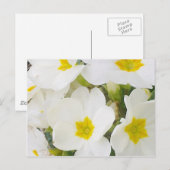 Briefkaart witte primroses (Voorkant / Achterkant)