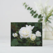 Briefkaart witte rozen (Staand voorkant)