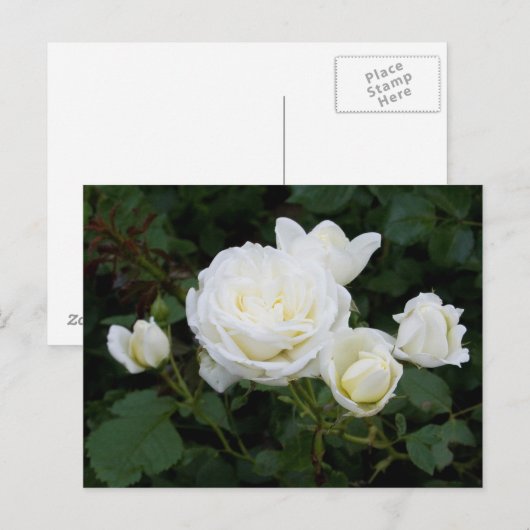 Briefkaart witte rozen (Voorkant / Achterkant)