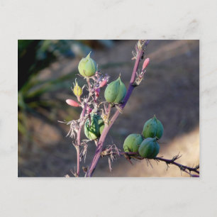 Briefkaart woestijnbloemen