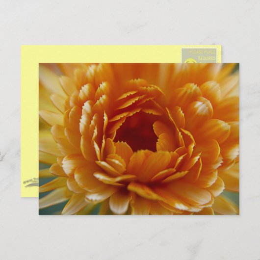 BRIEFKAART - woestijnbloom (Voorkant / Achterkant)