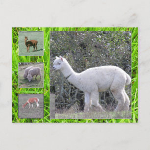 Briefkaart - Wol op de hoed