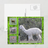 Briefkaart - Wol op de hoef (Voorkant / Achterkant)