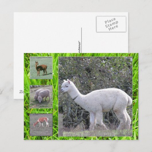 Briefkaart - Wol op de hoef (Voorkant / Achterkant)