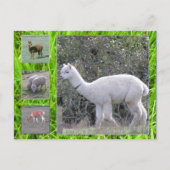 Briefkaart - Wol op de hoef (Voorkant)