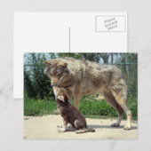 briefkaart wolf en pup (Voorkant / Achterkant)