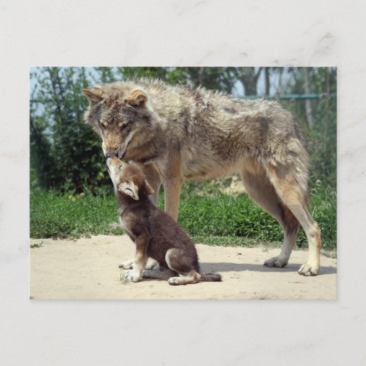 briefkaart wolf en pup (Voorkant)