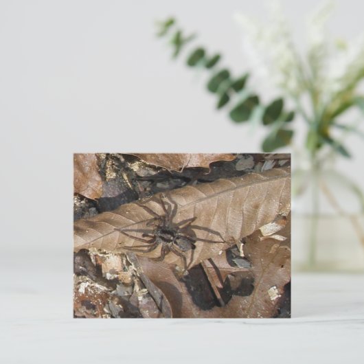 Briefkaart Wolf Spider (Gladicosa gulosa) (Staand voorkant)