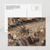 Briefkaart Wolf Spider (Gladicosa gulosa) (Voorkant / Achterkant)