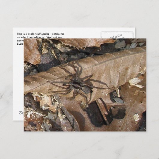 Briefkaart Wolf Spider (Gladicosa gulosa) (Voorkant / Achterkant)