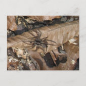 Briefkaart Wolf Spider (Gladicosa gulosa) (Voorkant)