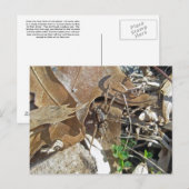 Briefkaart Wolf Spider (Gladicosa gulosa) (Voorkant / Achterkant)