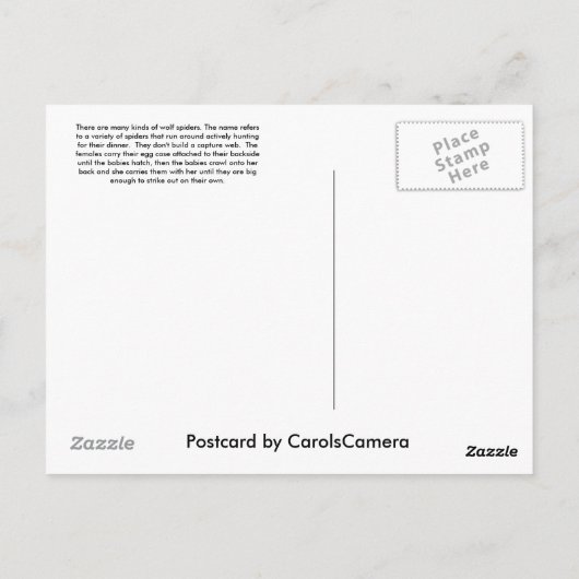 Briefkaart Wolf Spider (Gladicosa gulosa) (Achterkant)