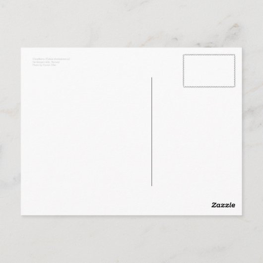 Briefkaart wolkenbes (Achterkant)