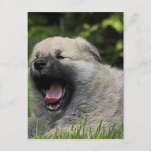 Briefkaart Yawning Chow