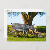 briefkaart "Young Eno & Henri" (Voorkant / Achterkant)