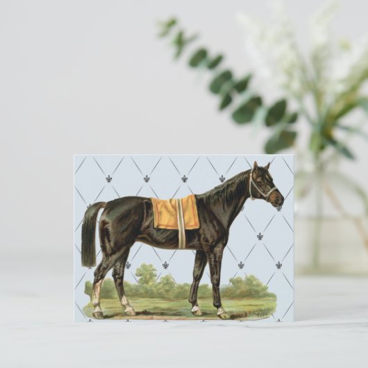 Briefkaart  zadelpaard (Staand voorkant)